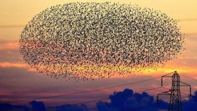 Starlings in flight