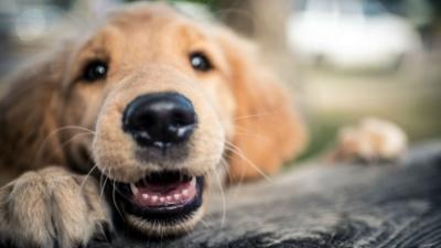 A young golden retriever puppy is excited and does not hide it.