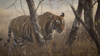 A wild tiger in Ranthambhore, India