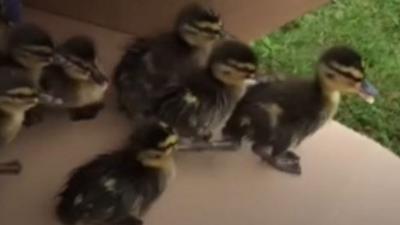 ducklings