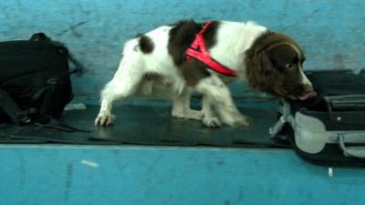 Sniffer dog at work