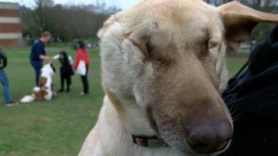 Maggie the blind rescue dog