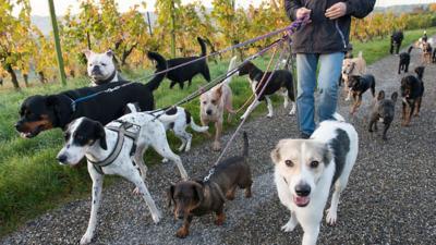 The dog walking society at Sussex University helps people – and dogs – who need a friend.