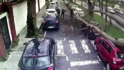 Tree falling near people