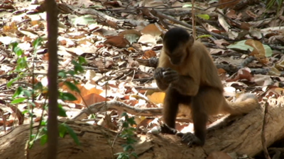 Capuchin using stones to crack a nut (c) Tiago Falotico