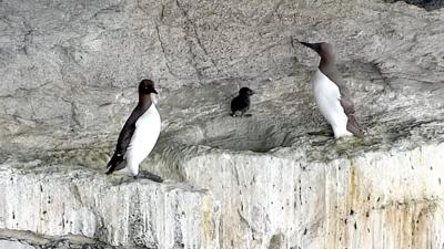 Guillemot chick