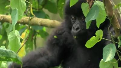 Young mountain gorilla