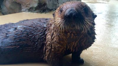 Asthmatic sea otter Mishka photographed at the Seattle Aquarium