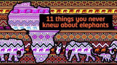 11 things you never knew about elephants