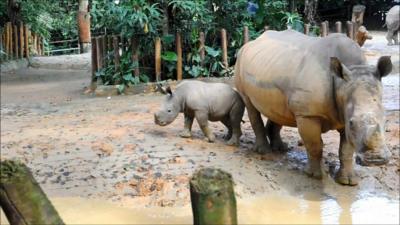 A baby rhino plays in the mud next to an adult rhino.