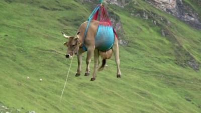 Cow airlifted