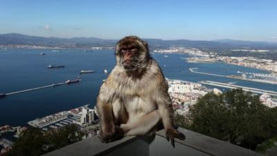 Monkey in Gibraltar