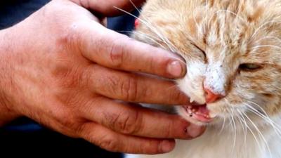 Cat biting a man's hand