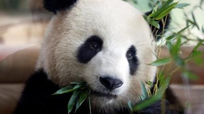 Chinese panda bear Jiao Qing is seen during a welcome ceremony at the Zoo in Berlin