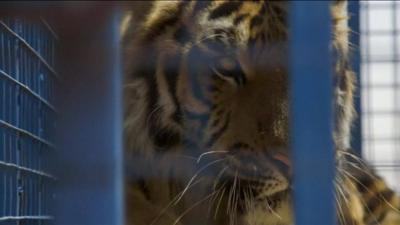 A tiger looks out from a cage