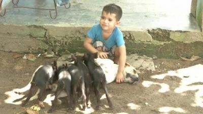 Dog nurses orphaned piglets whilst caring for six pups