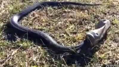 Snake with head stuck in tin can