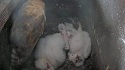 Owl and two chicks in their nest