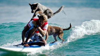 Surfing man crouches on his board with his dogs