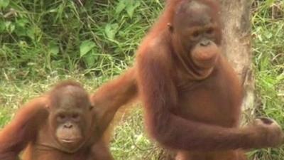 Orangutans