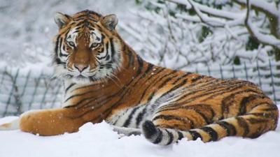 Tigers playing in the snow