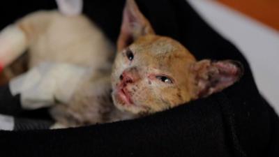 INJURED WILDCAT FROM CHILE