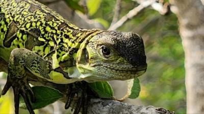 Baby pink iguana on tree branch