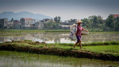 Rice farmer in Vietnam