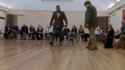 Dog auditions