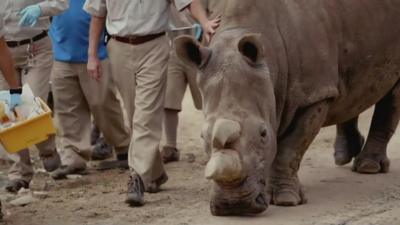 Northern white rhino