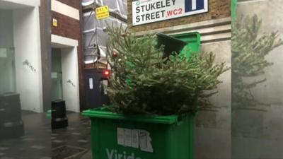 tree in bin