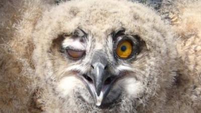 Eagle owl chick