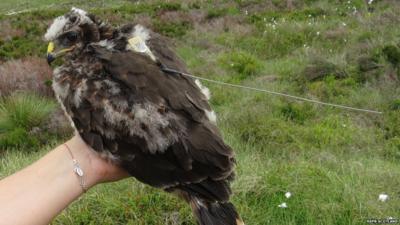 Hen harrier Annie