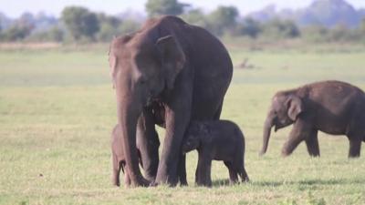 Baby elephants with mother