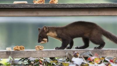 Pine marten