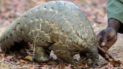 Pangolin