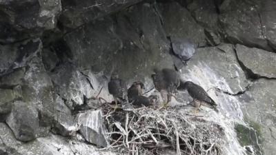 Peregrine falcon chicks