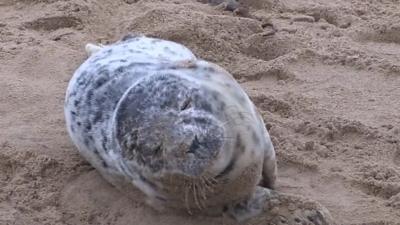 Baby seal