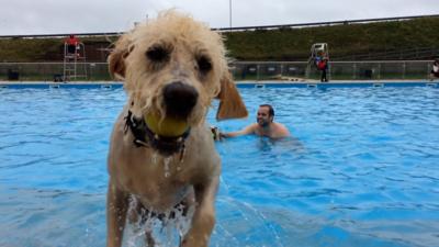 A dog holding a ball in its mouth