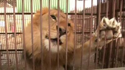 Lion in cage