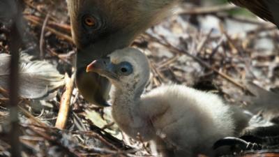 A chick at ARTIS Amsterdam Royal Zoo