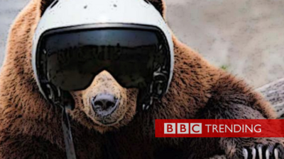 bear in helmet