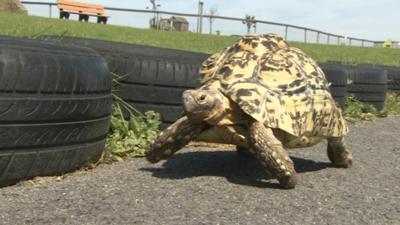 Bertie; South African Leopard Tortoise