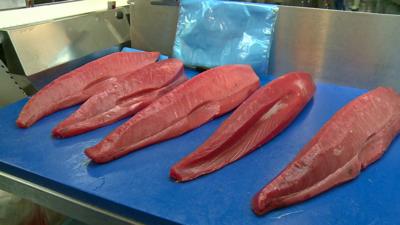 tuna fish on production line