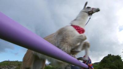 Caspa the llama jumping over hurdles