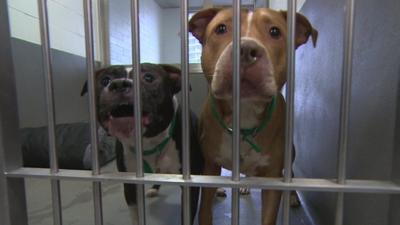 Two dogs kept at Battersea Dogs and Cats Home