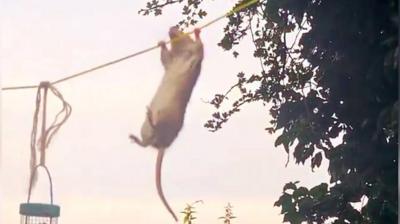 Rat climbing on a washing line