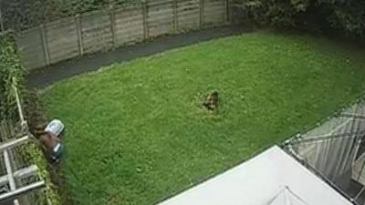 Shannagh Cookson climbing over a fence with a stolen dog