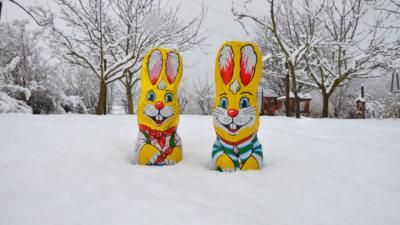 easter bunnies in snow