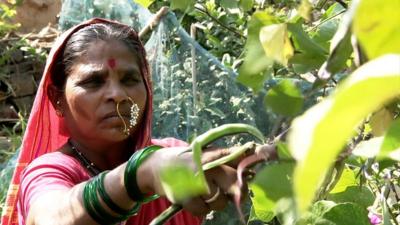 Rahibai Soma Popere cutting crops